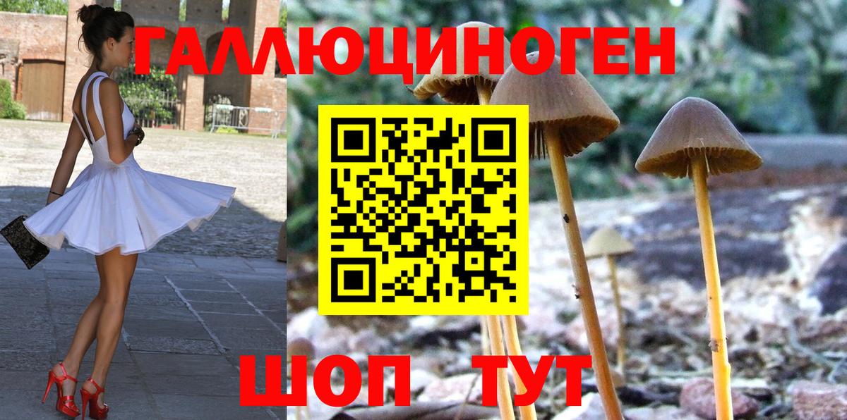 Галлюциногенные грибы Psilocybe Большой Камень